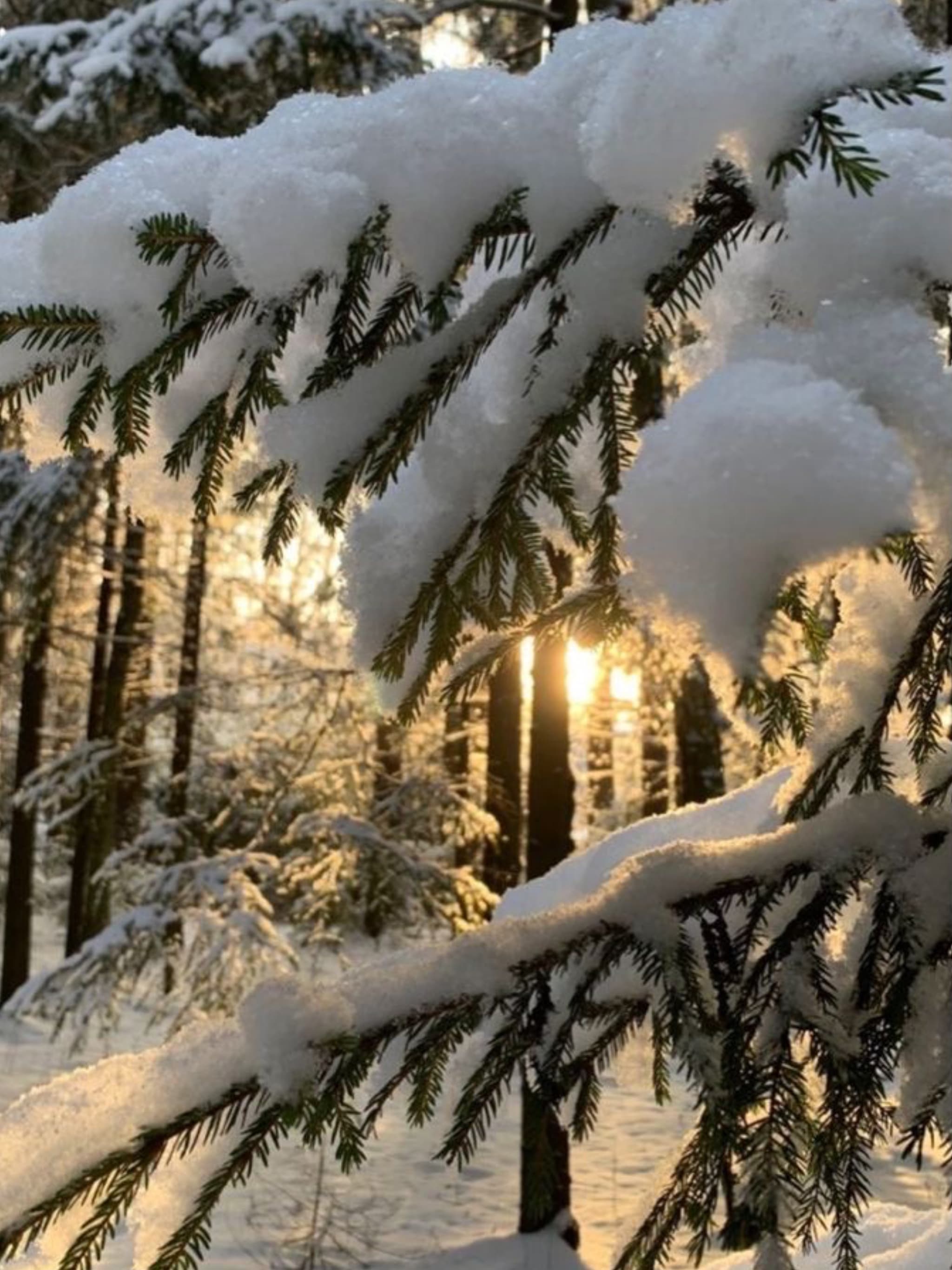 MAGIC FOREST